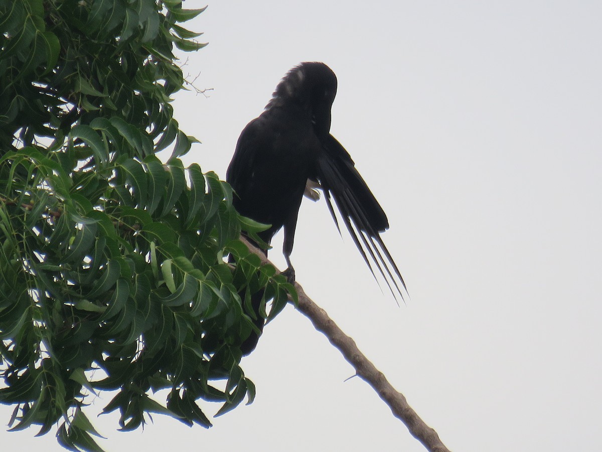 Large-billed Crow (Large-billed) - ML620846892