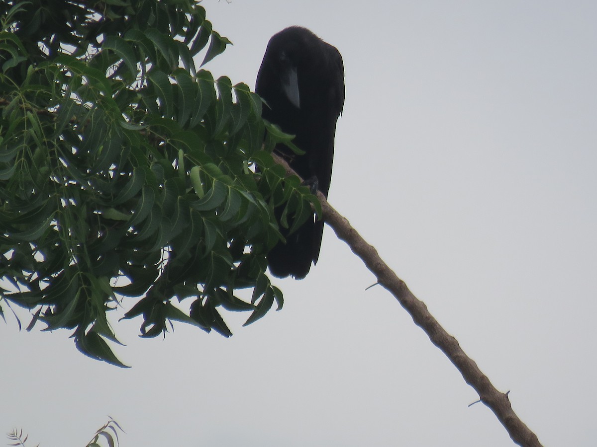 Large-billed Crow (Large-billed) - ML620846893