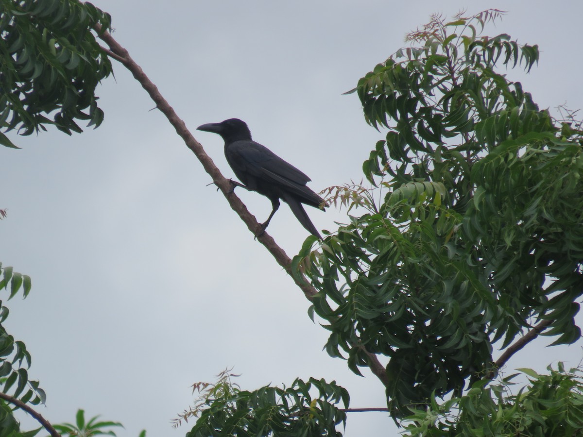 Large-billed Crow (Large-billed) - ML620846894