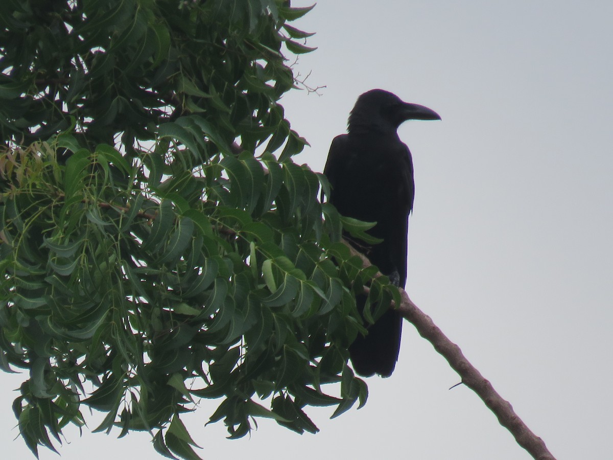 Large-billed Crow (Large-billed) - ML620846895