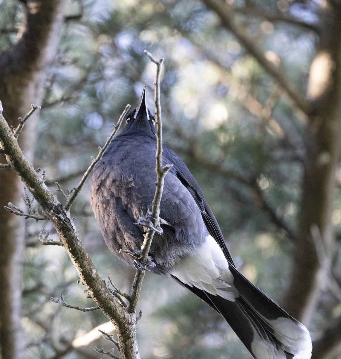 Pied Currawong - ML620846898