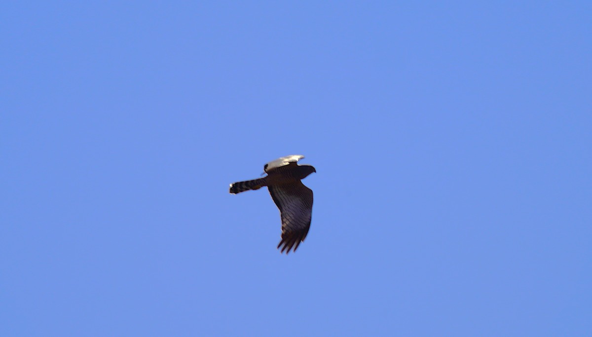 Spotted Harrier - ML620846941