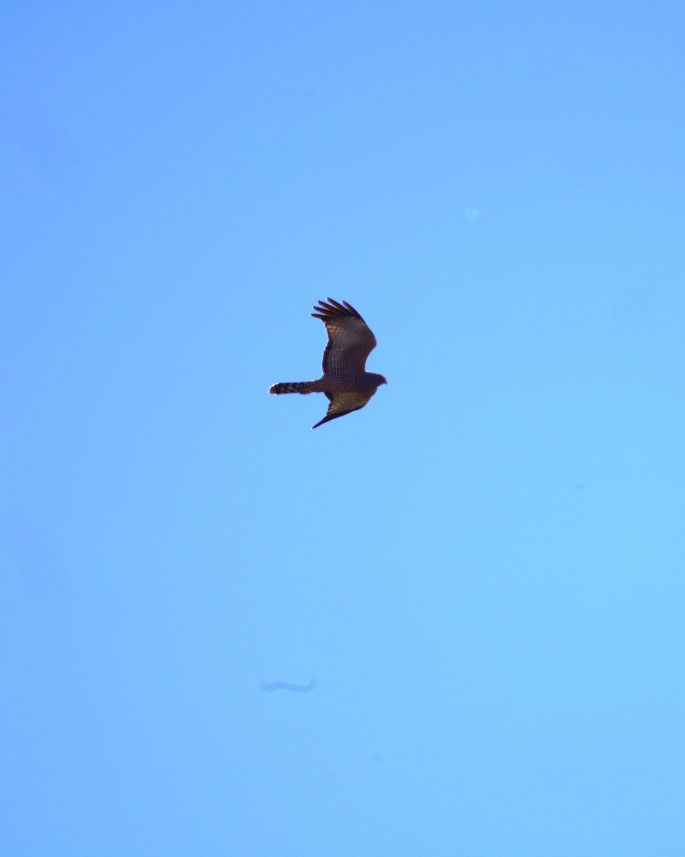 Spotted Harrier - ML620846942