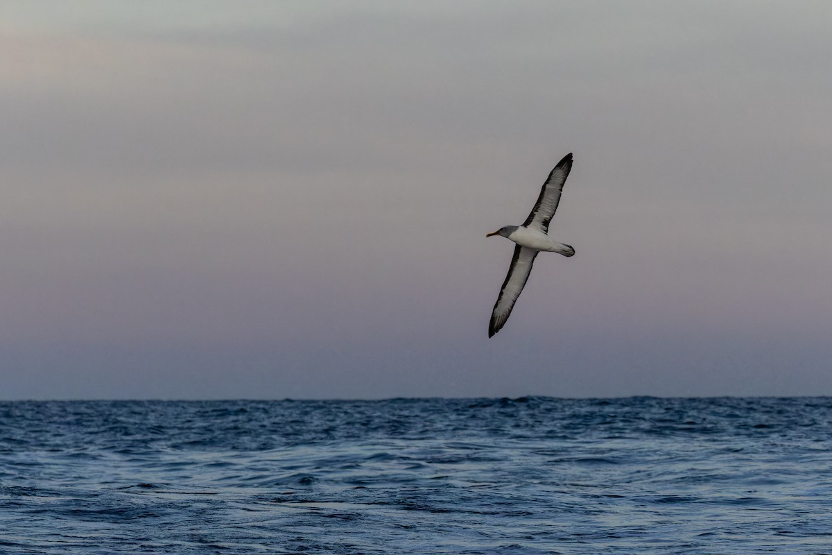 Buller's Albatross - Sila Viriyautsahakul
