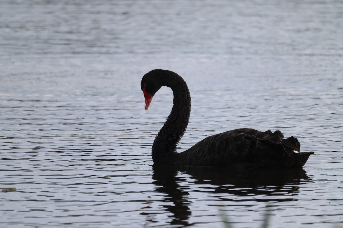 Black Swan - ML620846975