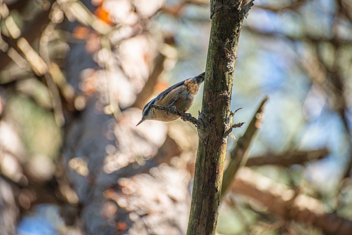 Red-breasted Nuthatch - ML620846997