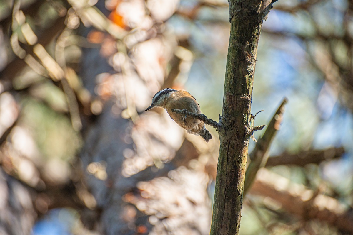 Red-breasted Nuthatch - ML620846999