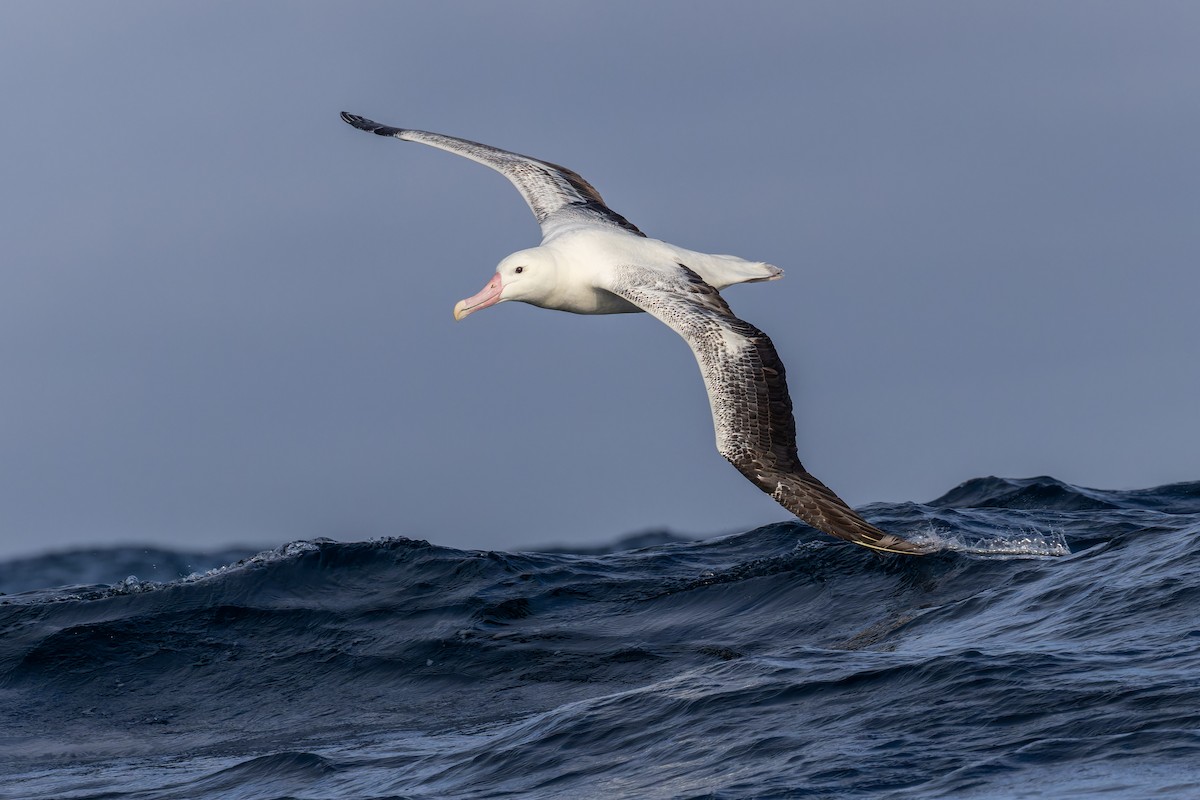 albatros královský - ML620847045