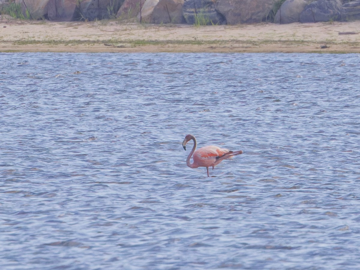 Amerika Flamingosu - ML620847052