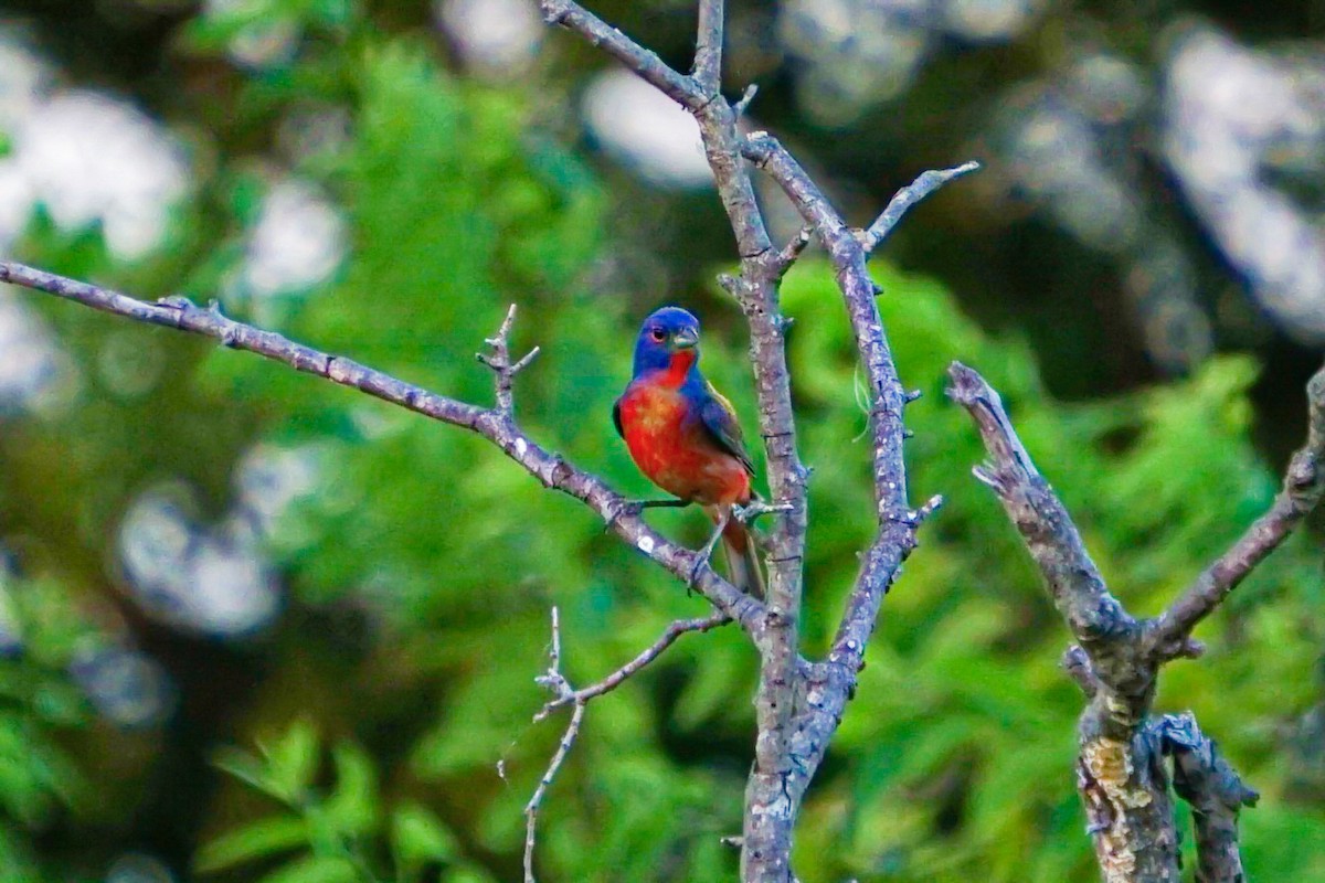 Painted Bunting - ML620847058