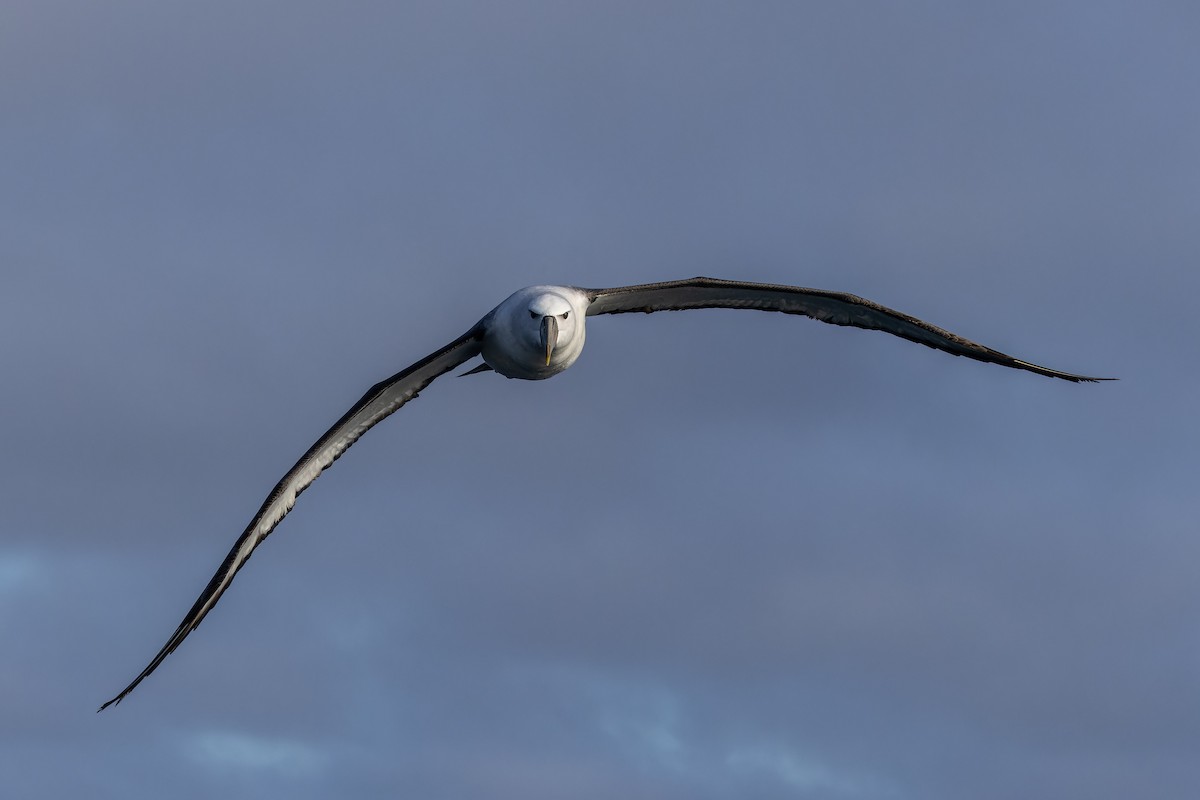 Albatros à cape blanche - ML620847099