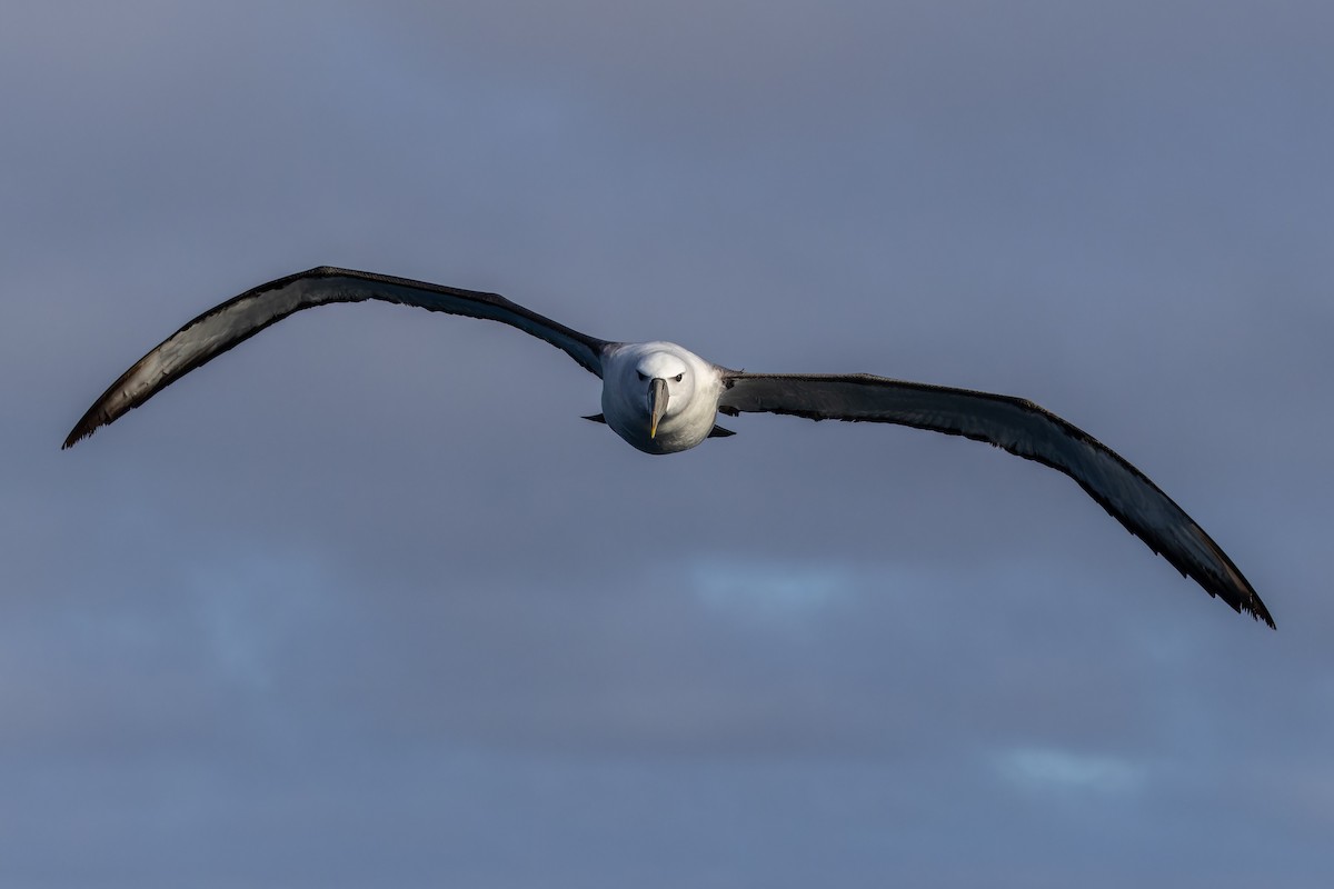 Albatros à cape blanche - ML620847100