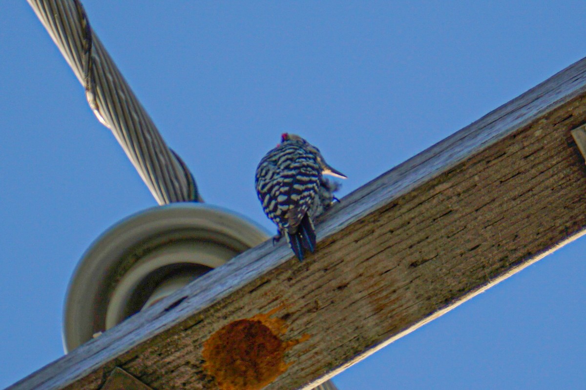 Ladder-backed Woodpecker - Drake Thomas