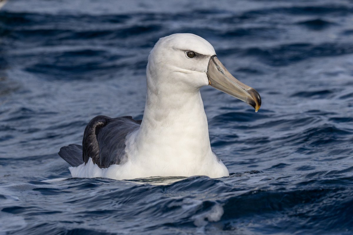 Albatros à cape blanche - ML620847102