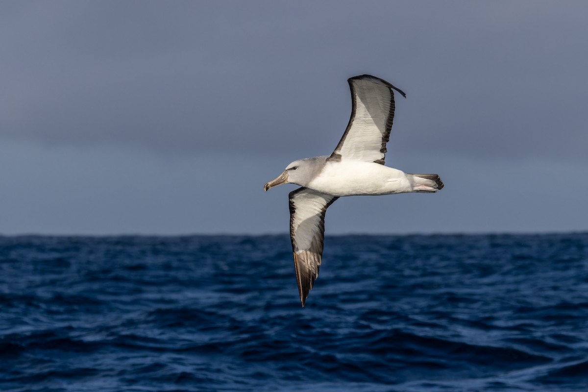 Salvin's Albatross - ML620847107