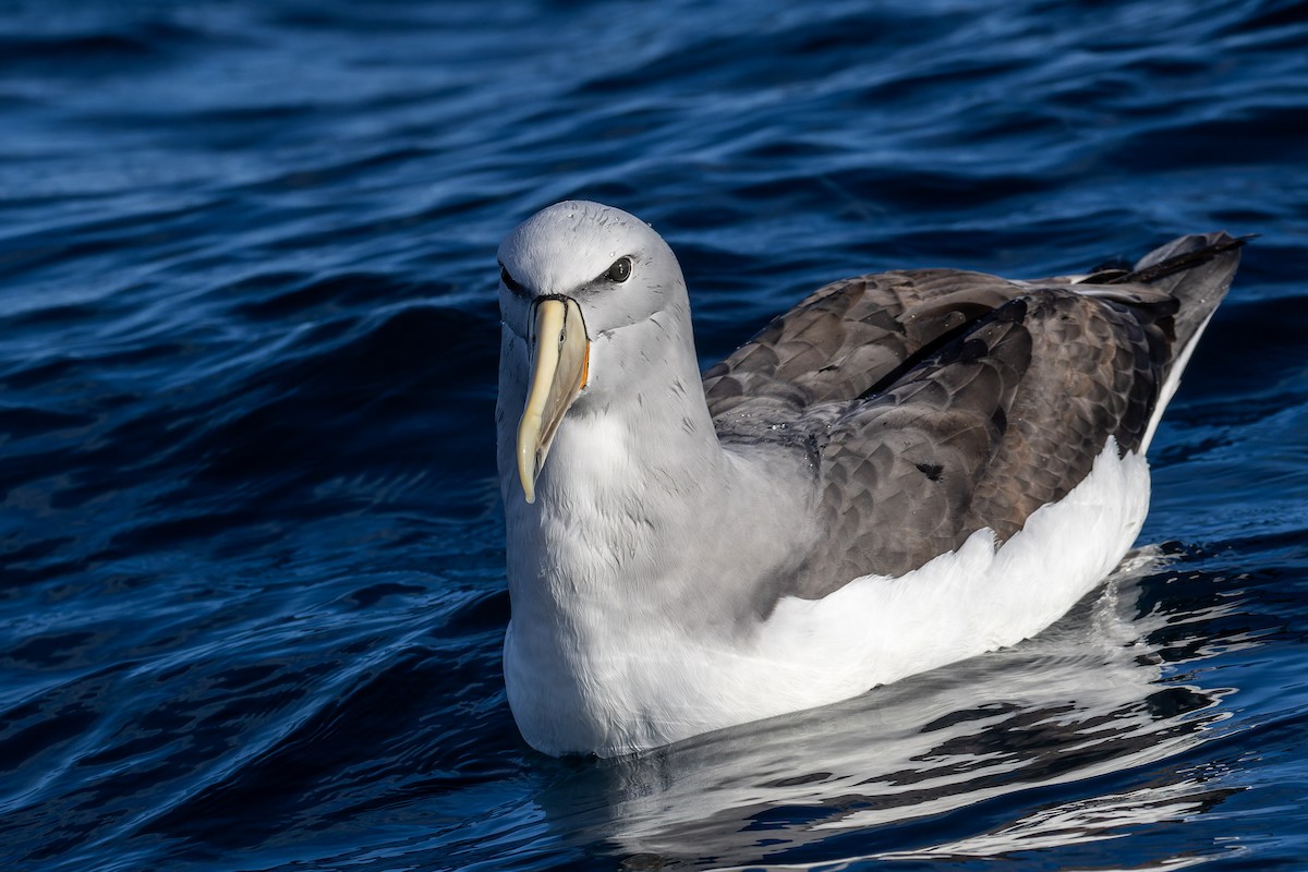 Albatros de Salvin - ML620847108