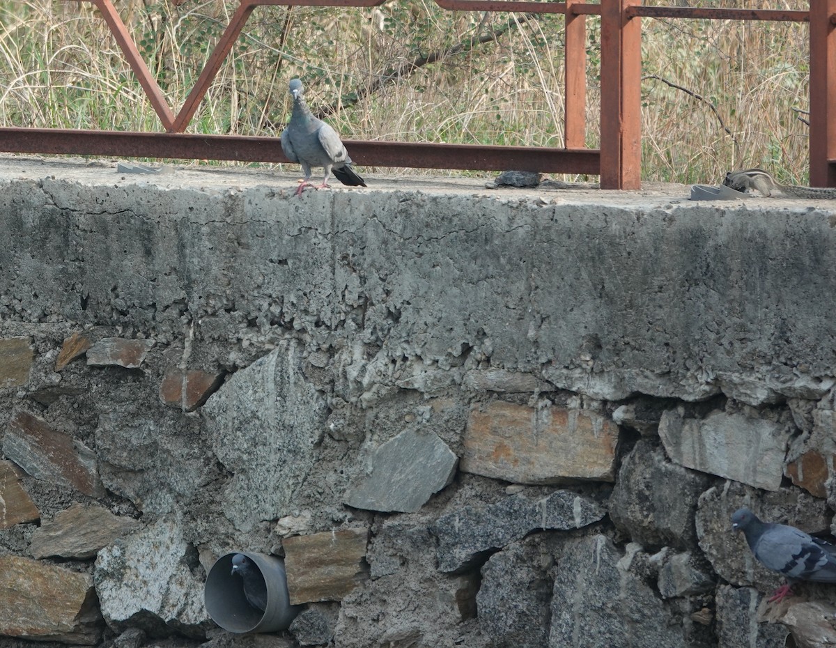 Rock Pigeon (Feral Pigeon) - ML620847122