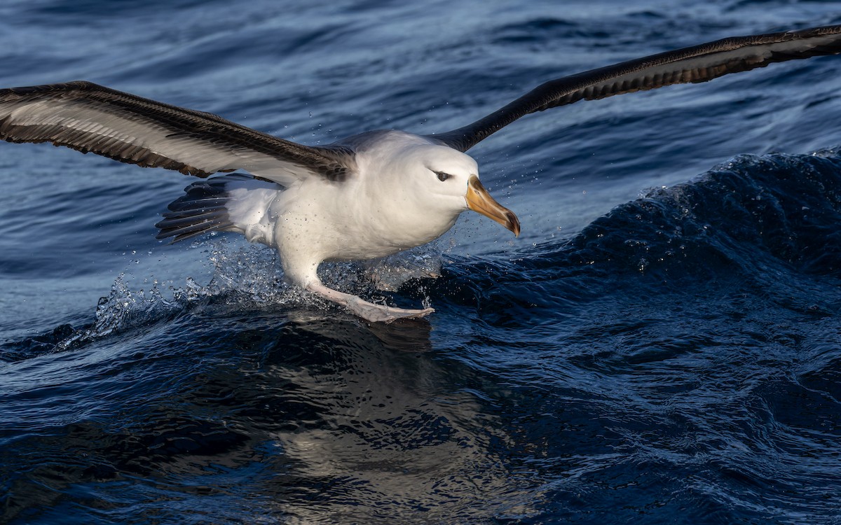 Albatros Ojeroso (melanophris) - ML620847125