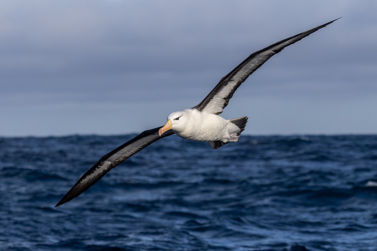 Black-browed Albatross (Black-browed) - ML620847126