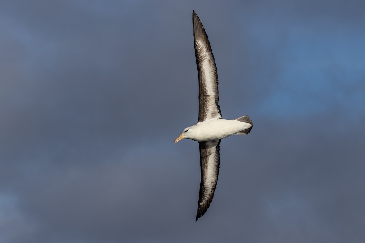 Albatros Ojeroso (melanophris) - ML620847127