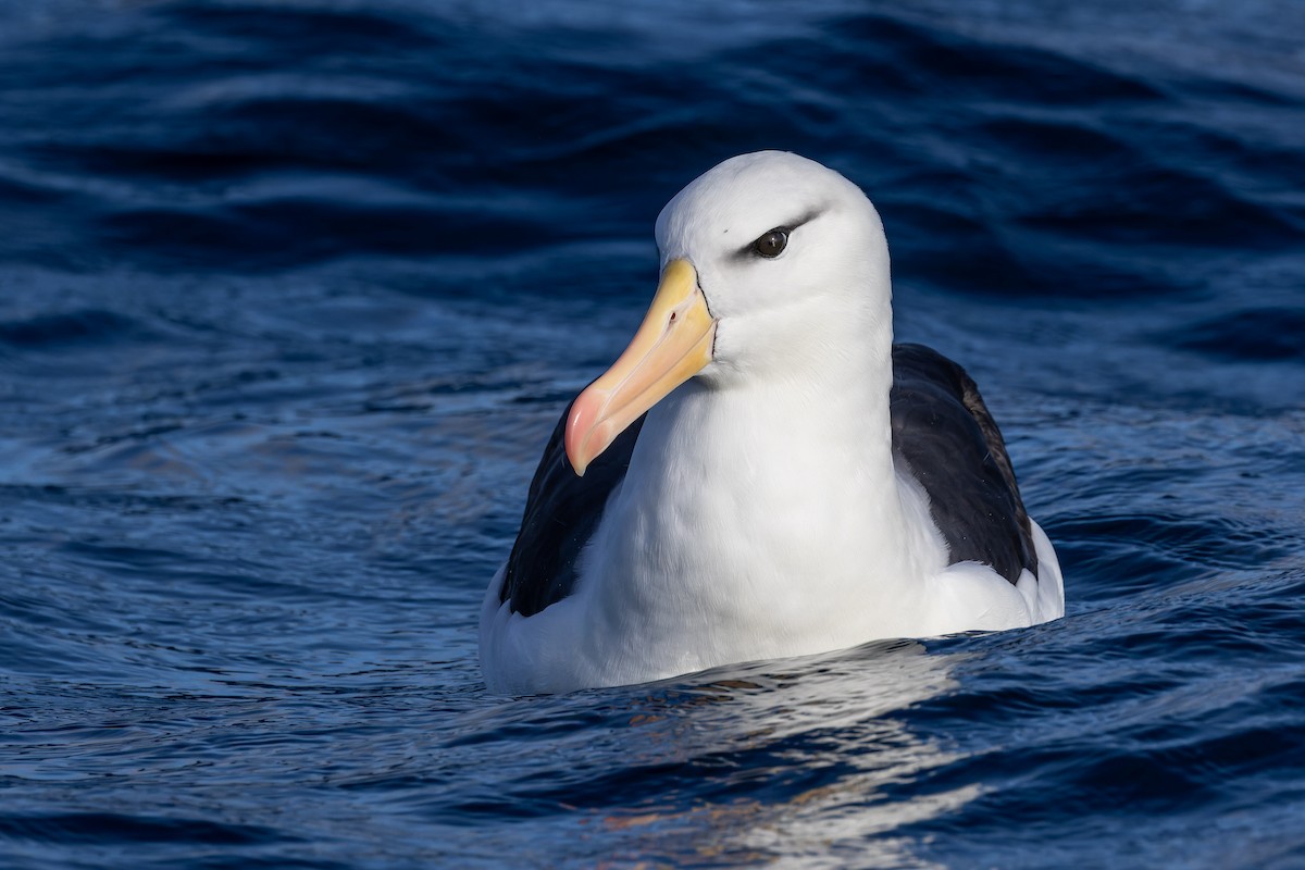 albatros černobrvý (ssp. melanophris) - ML620847128