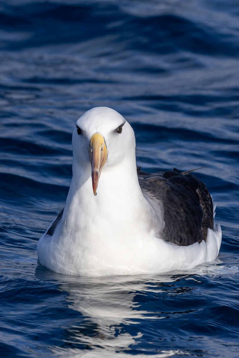 Чернобровый альбатрос (melanophris) - ML620847129