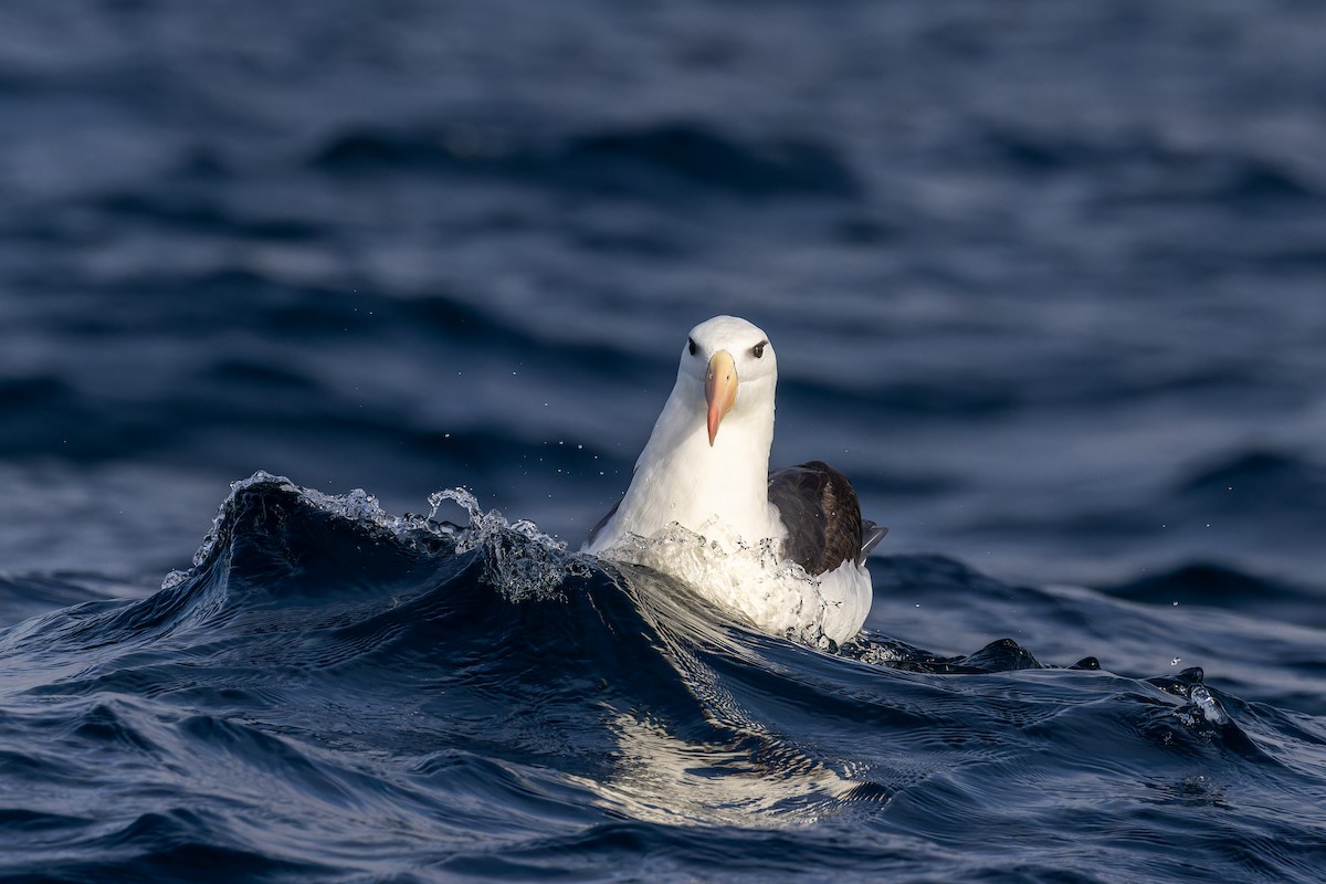 Albatros à sourcils noirs (melanophris) - ML620847130