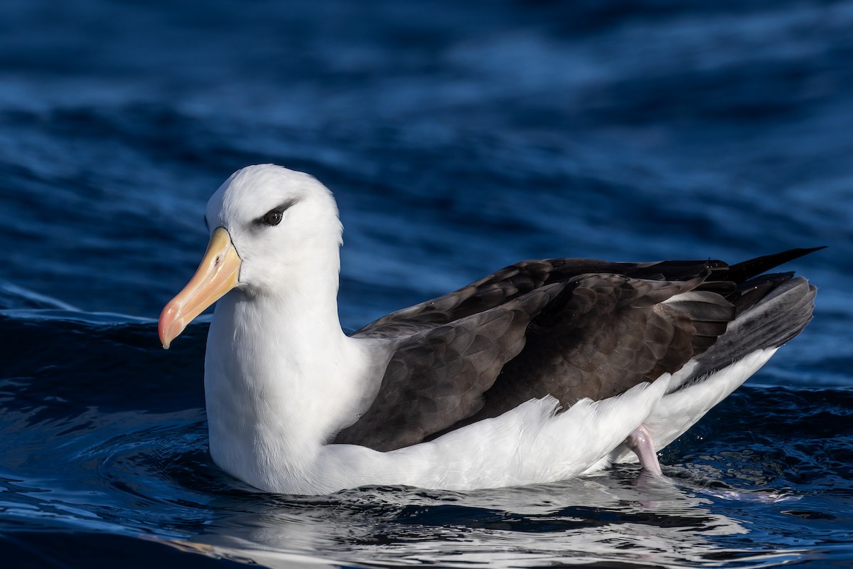 Albatros Ojeroso (melanophris) - ML620847131