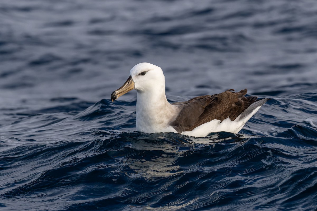 Albatros à sourcils noirs (melanophris) - ML620847132