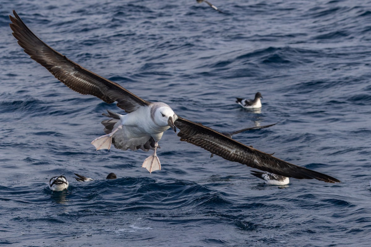 Black-browed Albatross (Black-browed) - ML620847133