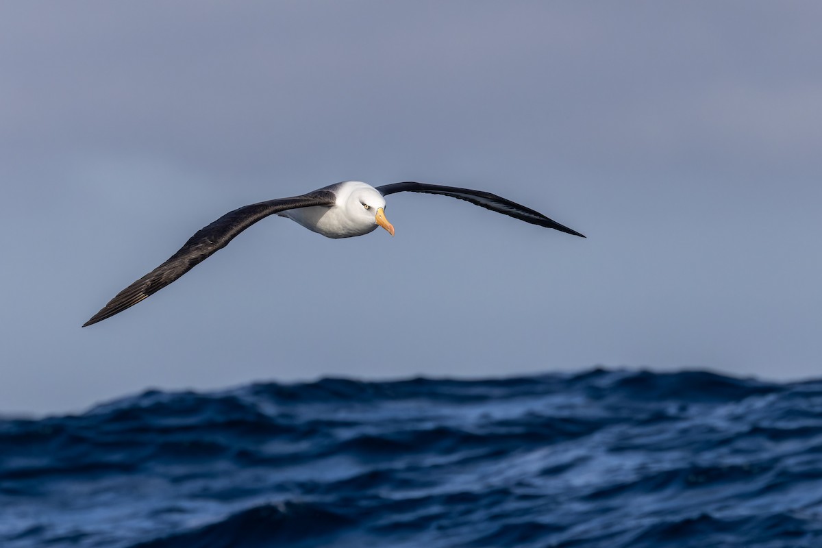 Чернобровый альбатрос (impavida) - ML620847139
