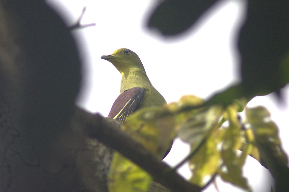 Sri Lanka Green-Pigeon - ML620847161