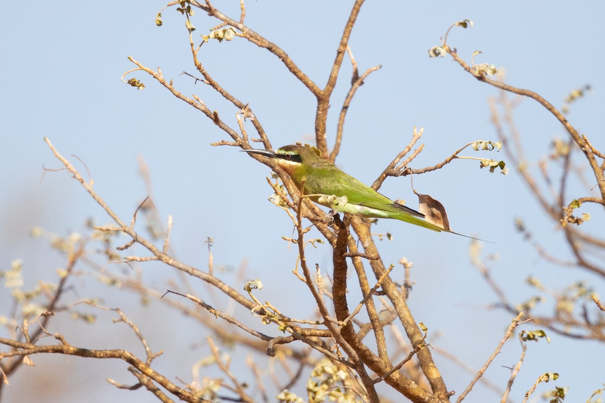 Blue-cheeked Bee-eater - ML620847162
