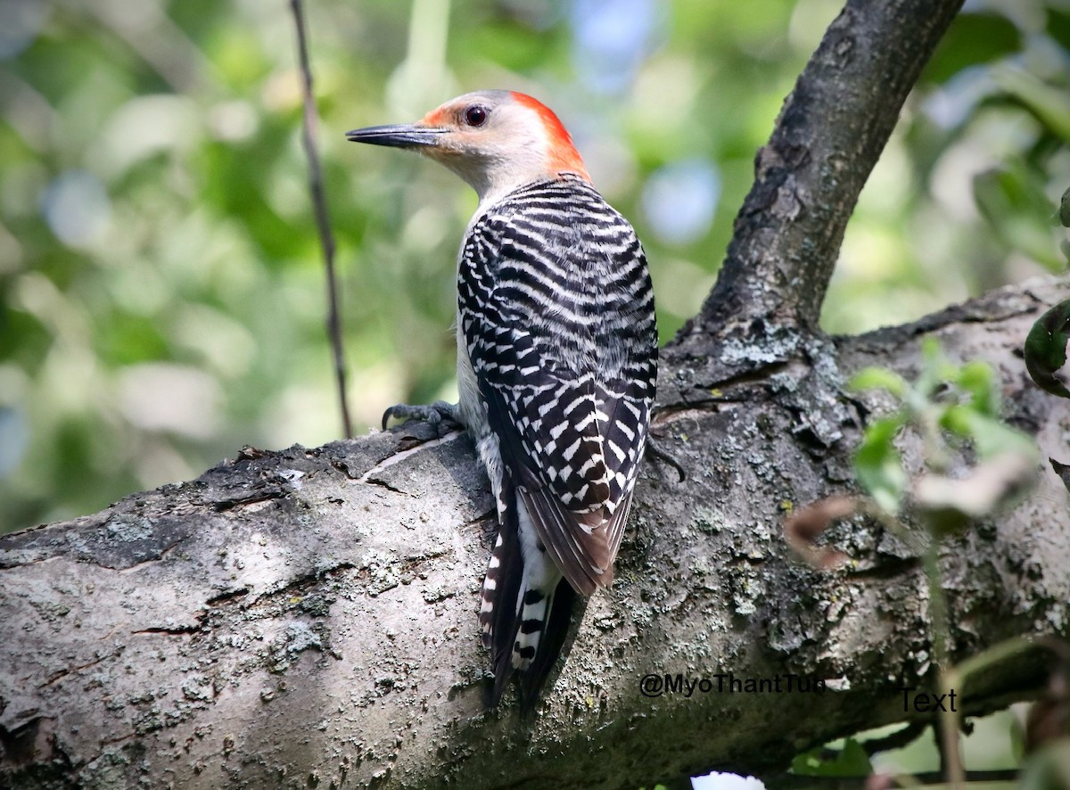 Red-bellied Woodpecker - ML620847163