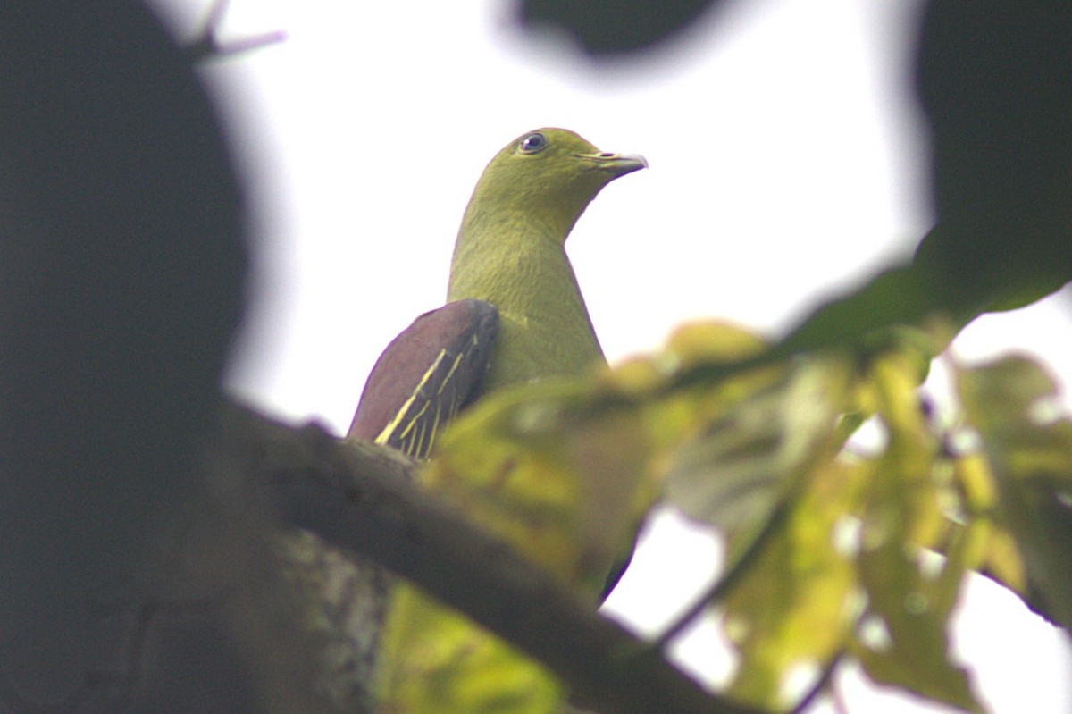 Цейлонский зелёный голубь - ML620847167