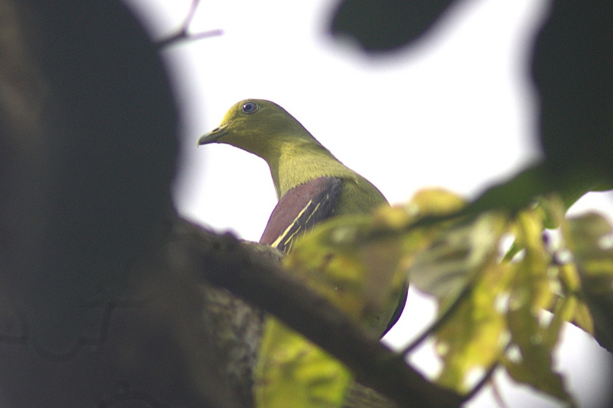 Цейлонский зелёный голубь - ML620847169