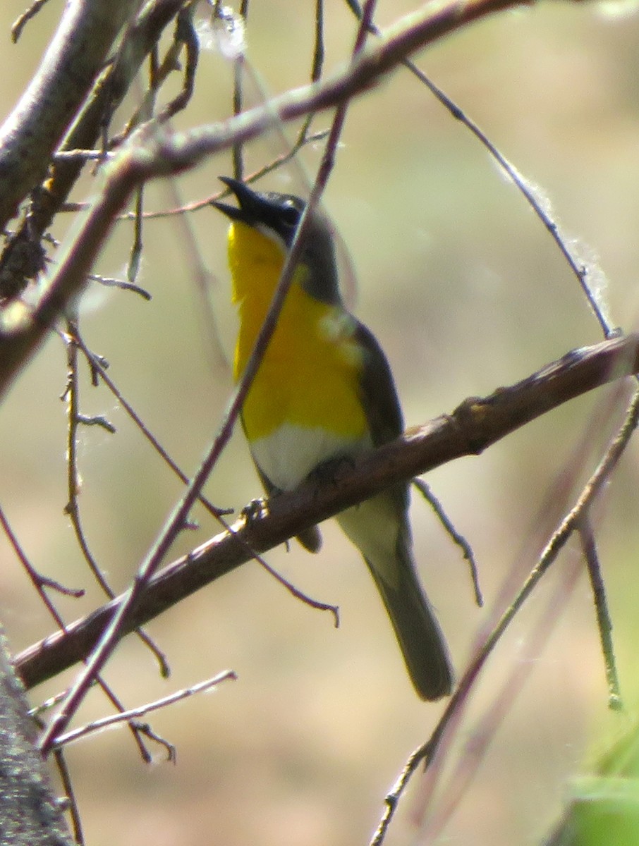 Yellow-breasted Chat - ML620847174