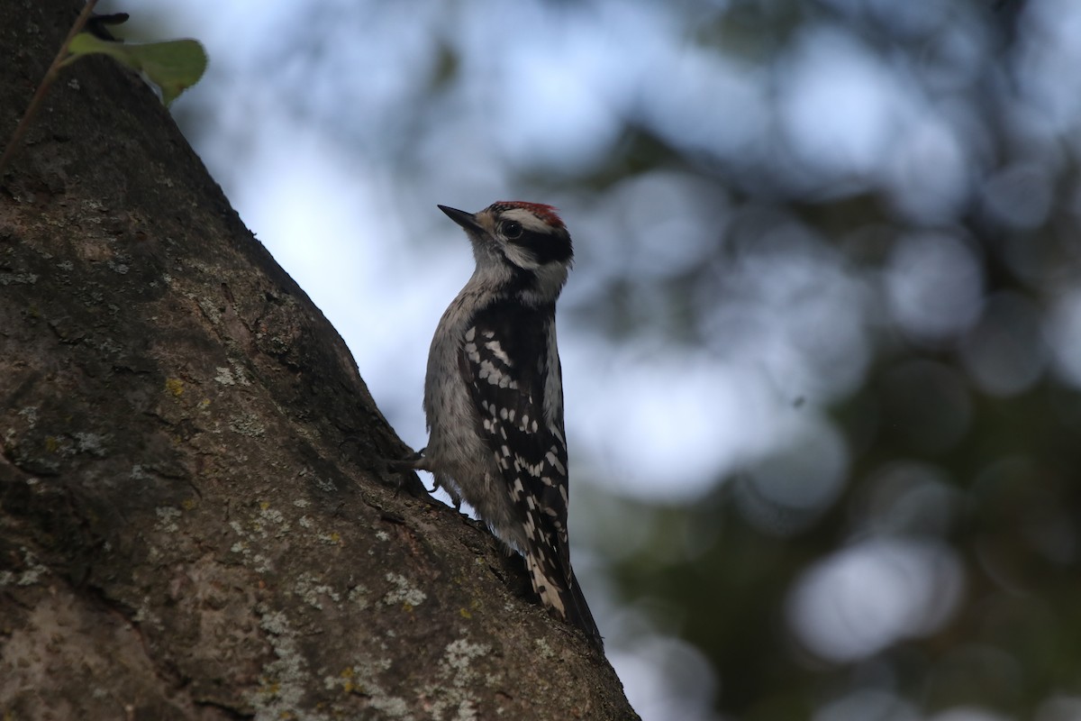 Downy Woodpecker - ML620847178
