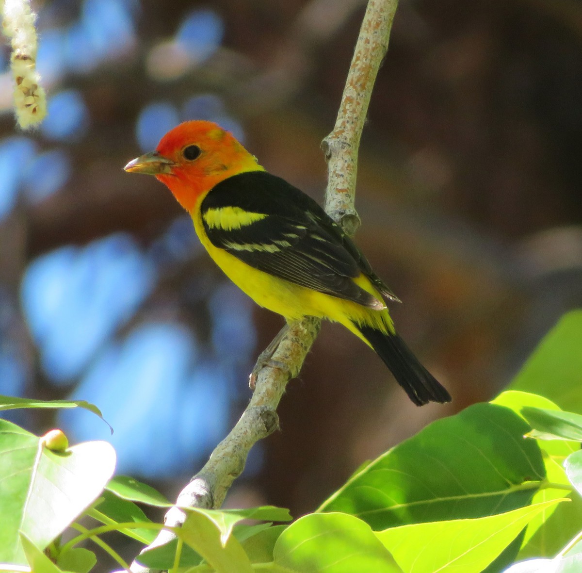 Western Tanager - ML620847182