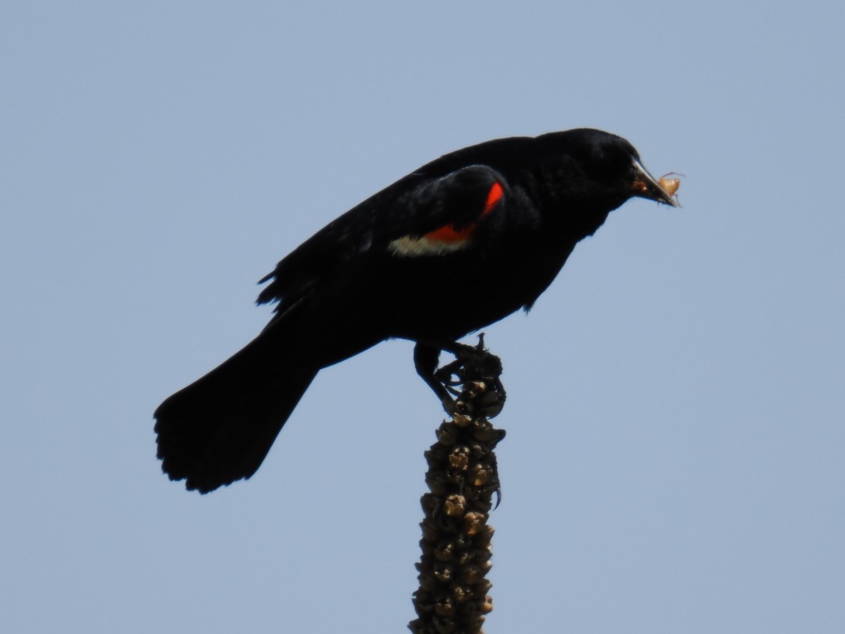 Red-winged Blackbird - ML620847197