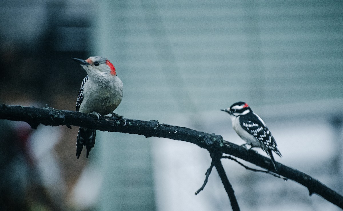 Red-bellied Woodpecker - ML620847201