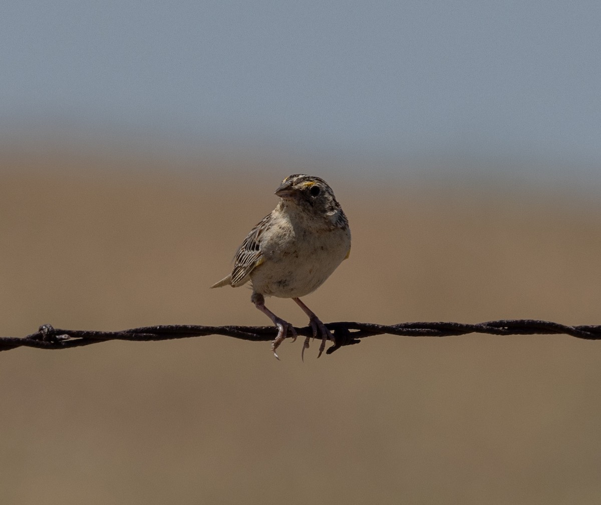 Grasshopper Sparrow - ML620847209