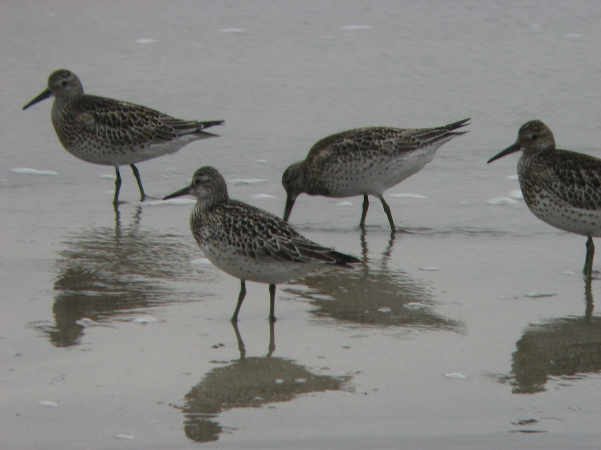 Great Knot - ML620847232
