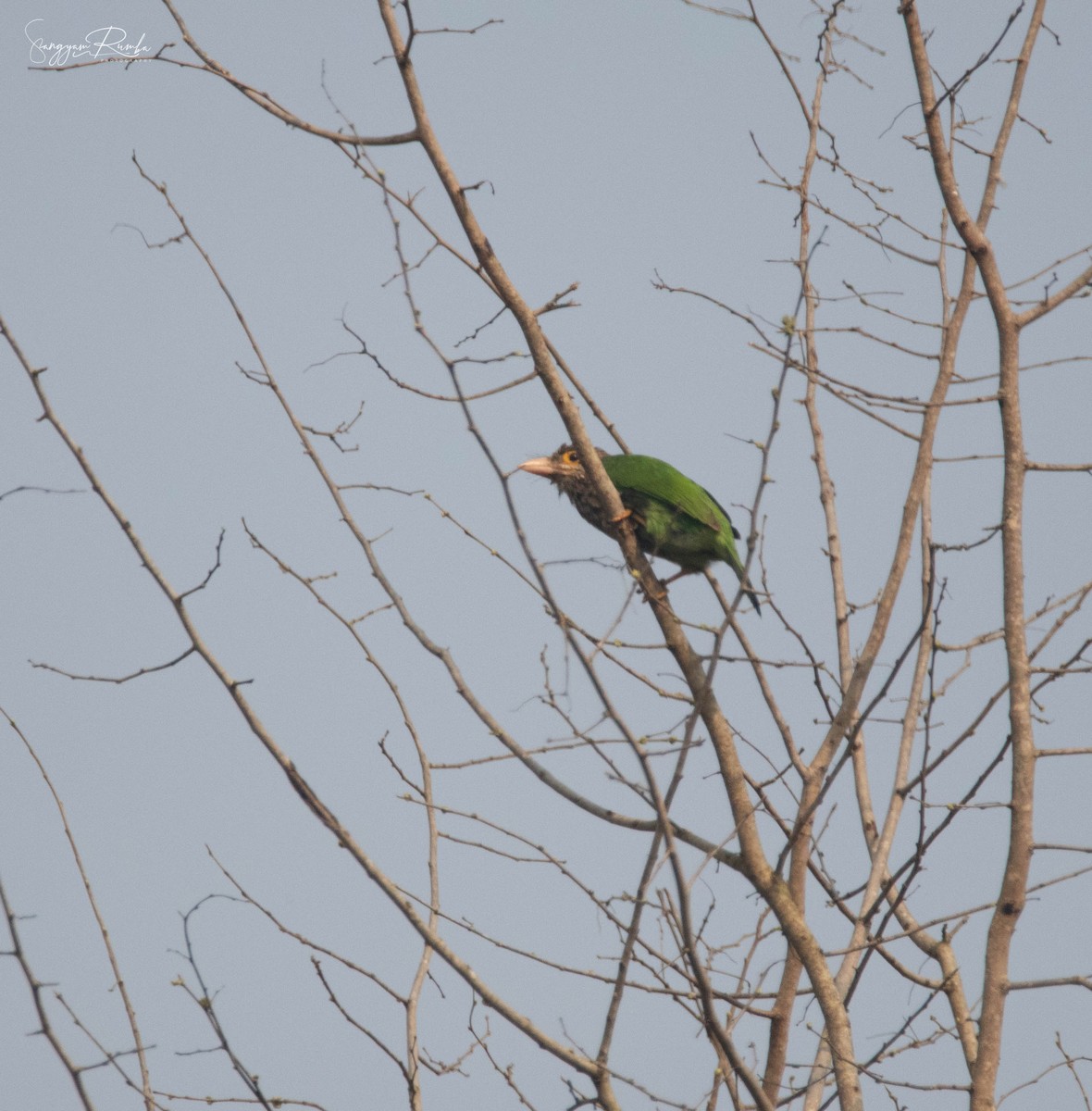 Lineated Barbet - ML620847234