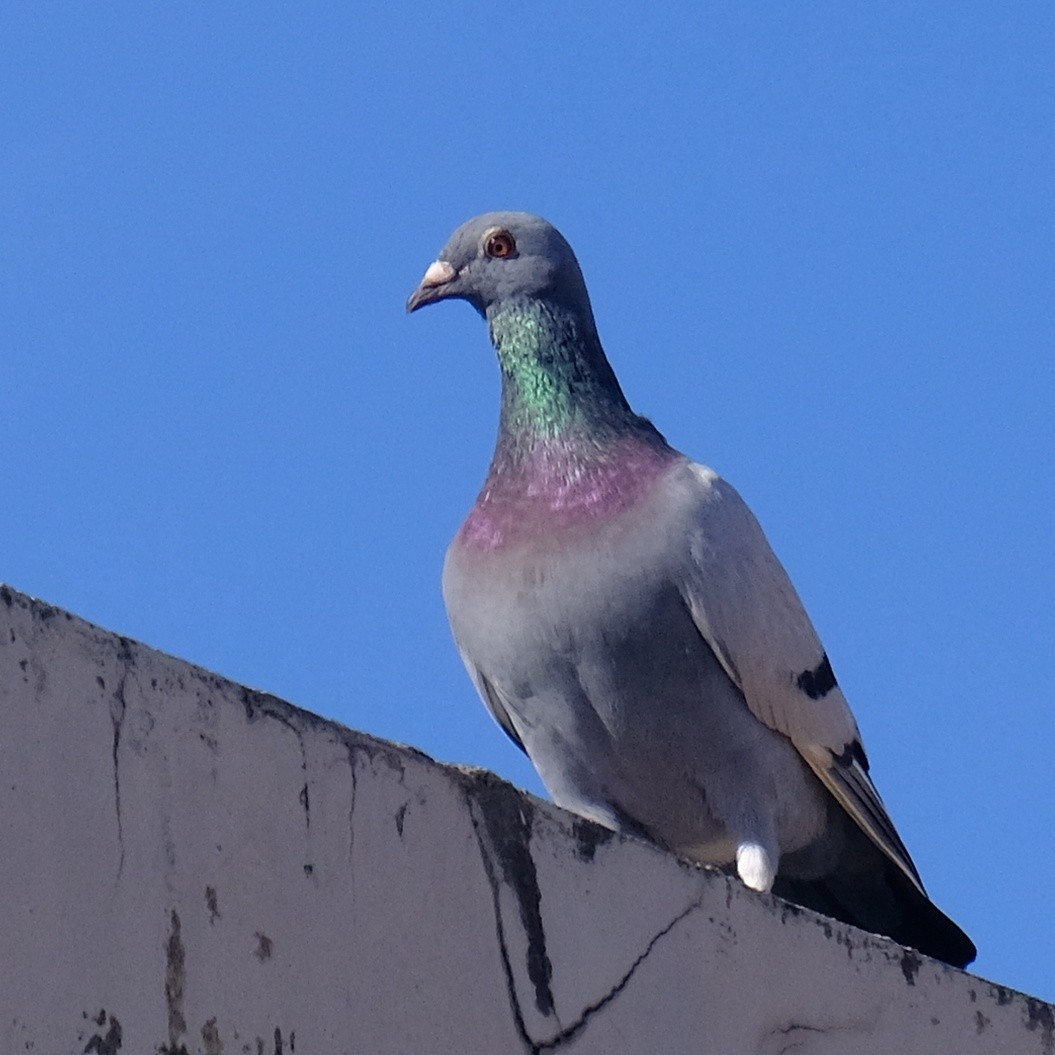 Rock Pigeon (Feral Pigeon) - ML620847235