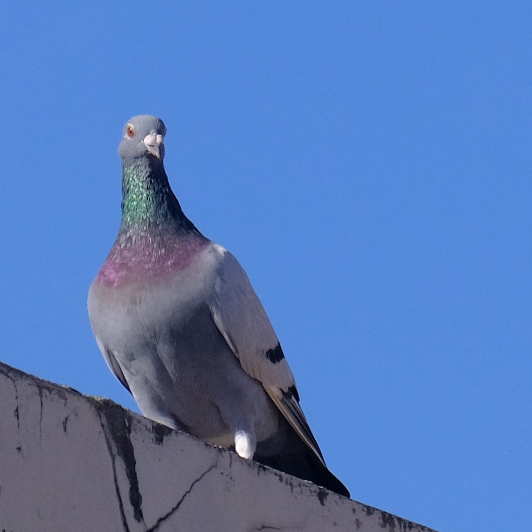 Rock Pigeon (Feral Pigeon) - ML620847236