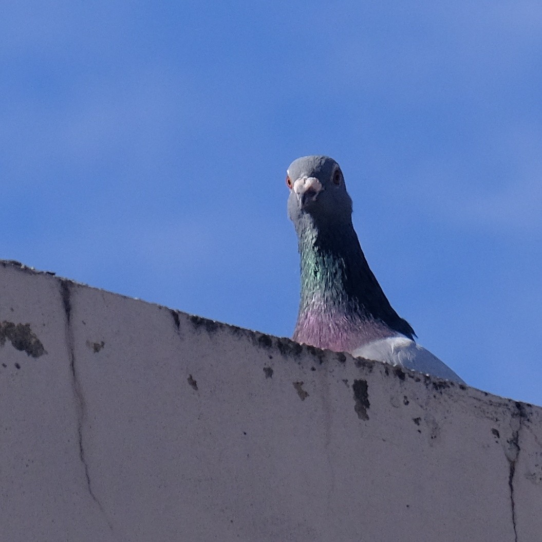 Rock Pigeon (Feral Pigeon) - ML620847238