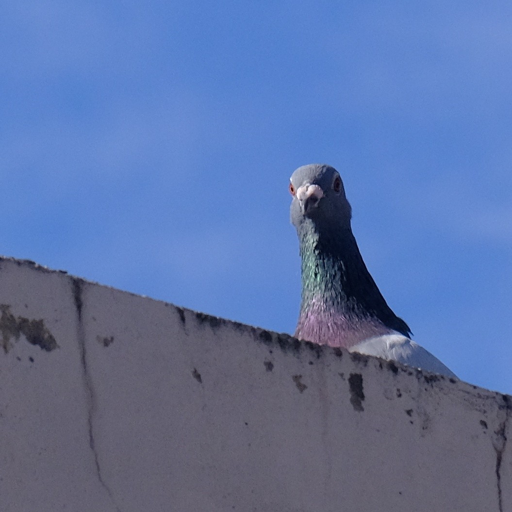 Rock Pigeon (Feral Pigeon) - ML620847239