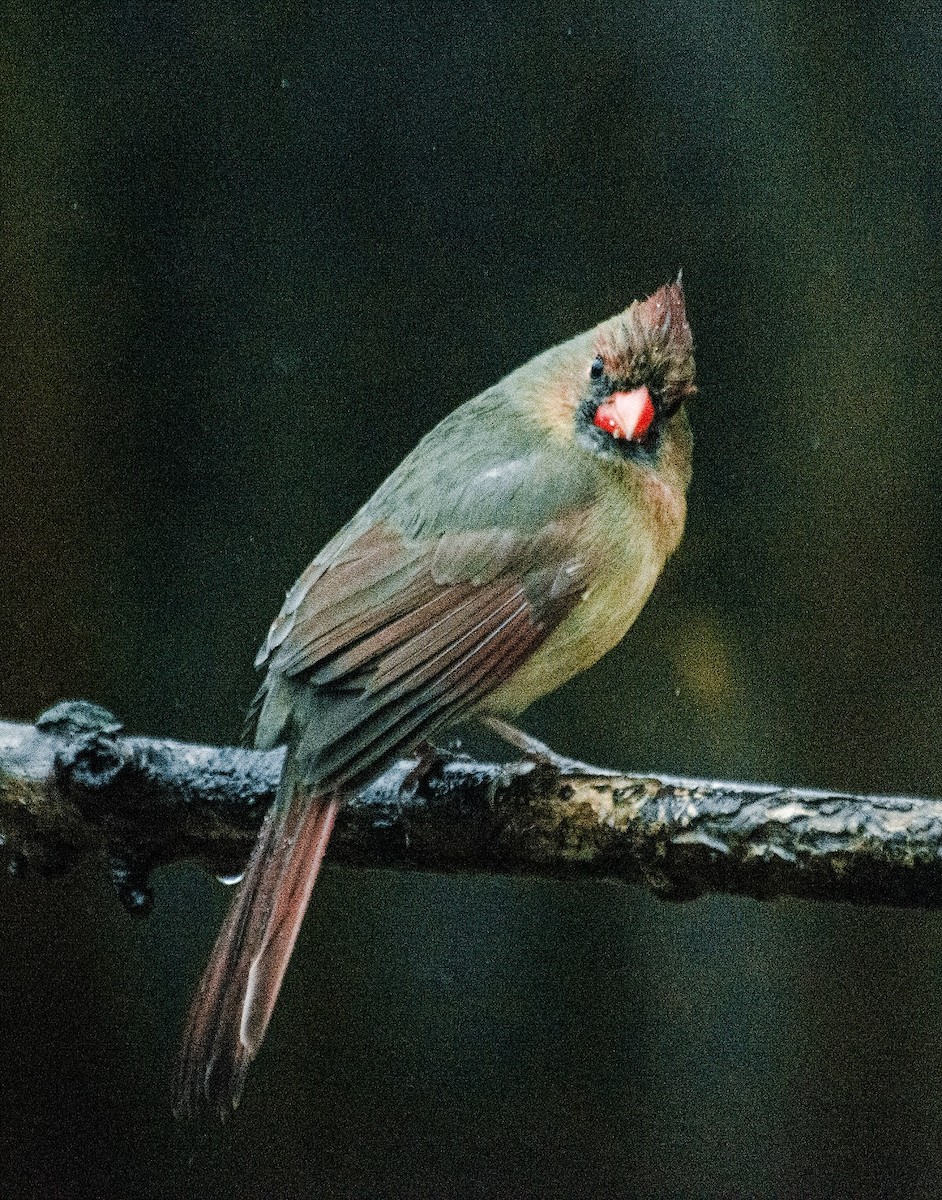 Northern Cardinal - Lyla Luoto