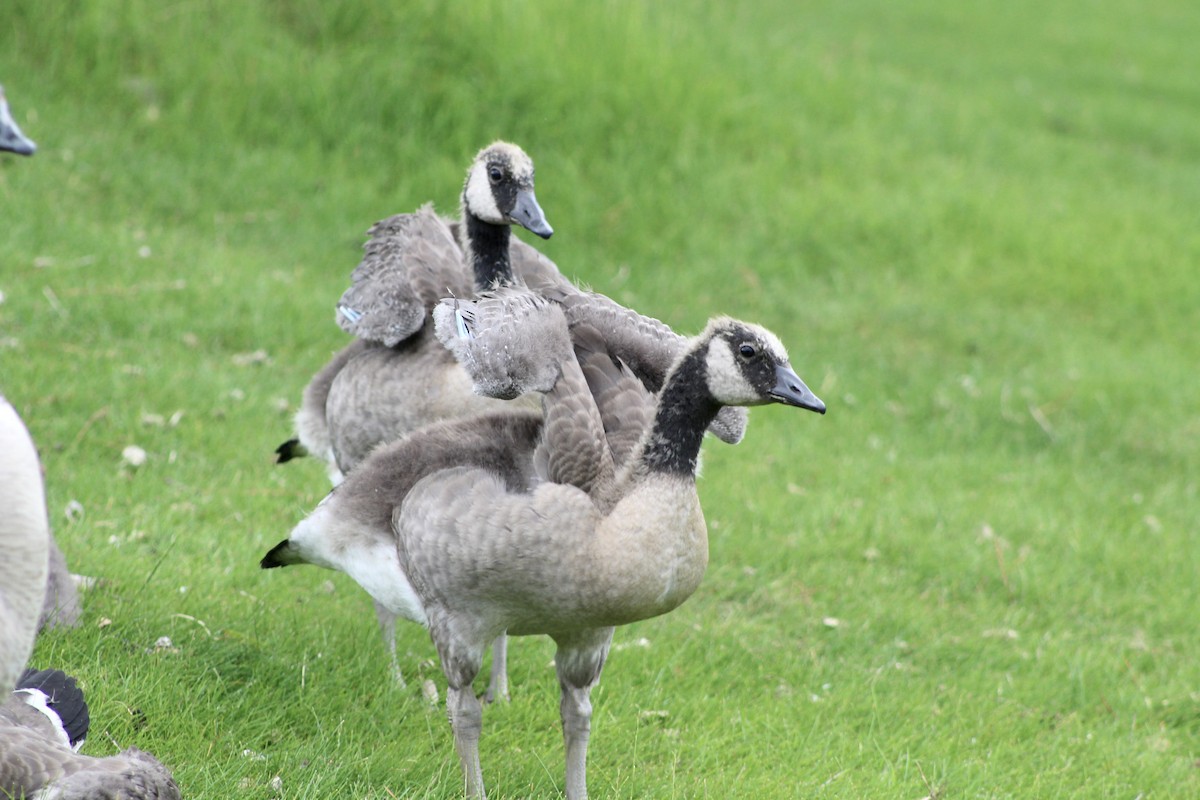 Canada Goose - ML620847246